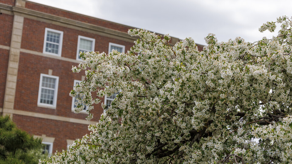 White flowers bloom in front of the west side of the Union