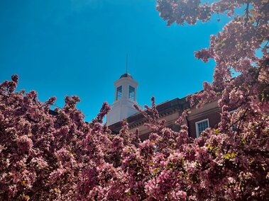 Love Library with cherry blossoms in the foreground and bright blue afternoon sky above